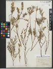 Foto von Salix repens subsp. rosmarinifolia (L.) Andersson